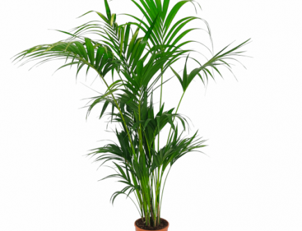 palma domowa kencja